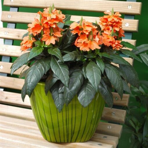 crossandra tropic flower seeds