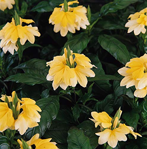 yellow crossandra flower seeds