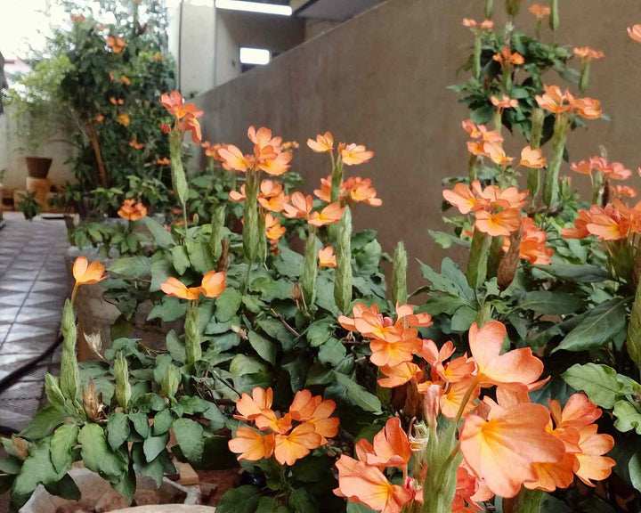 Crossandra Flower Seeds Orange – Heirloom Non-GMO High Germination Seeds