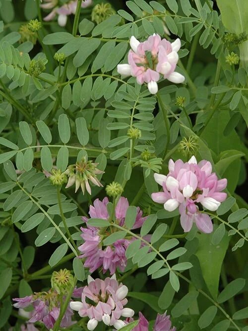 Coronilla Flower Seeds for Planting – Heirloom Non-GMO High Germination Seeds