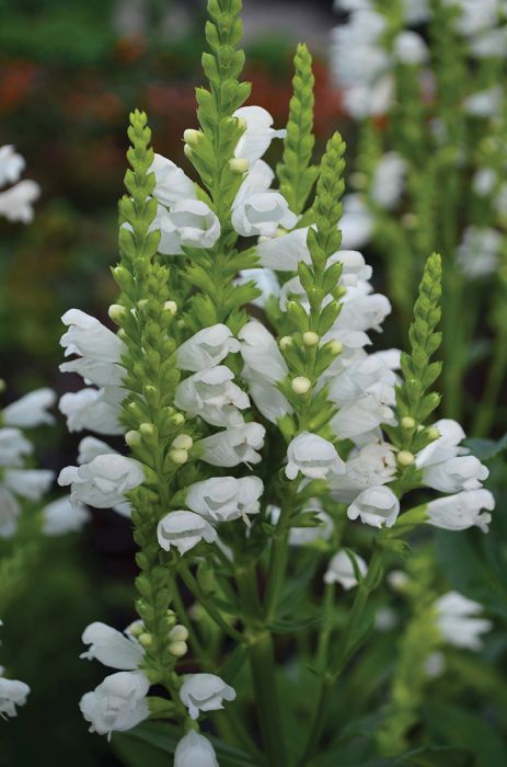 Semillas de flores de Physostegia Virginiana Blanca para plantar – Orgánicas, Heirloom, sin OMG, de alta germinación, para jardín