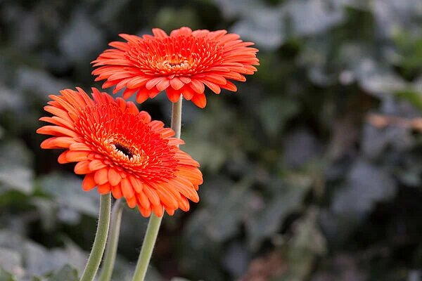 Orange Gerbera Flower Seeds – Heirloom, Non-GMO, High Germination Seeds