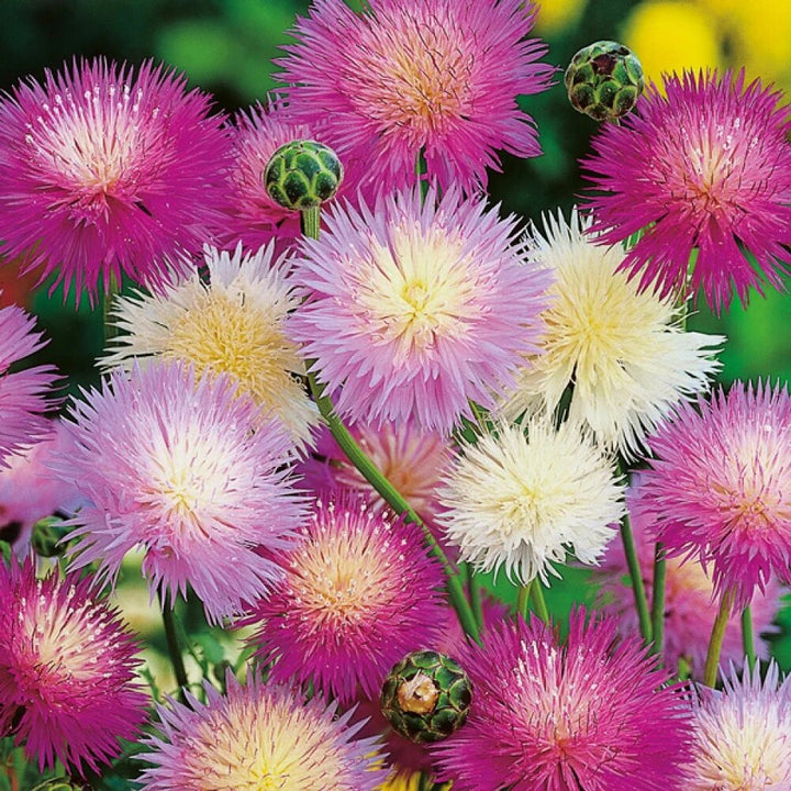 Imperialis Flower Seeds Mixed – Heirloom, Non-GMO, High Germination Seeds for Planting