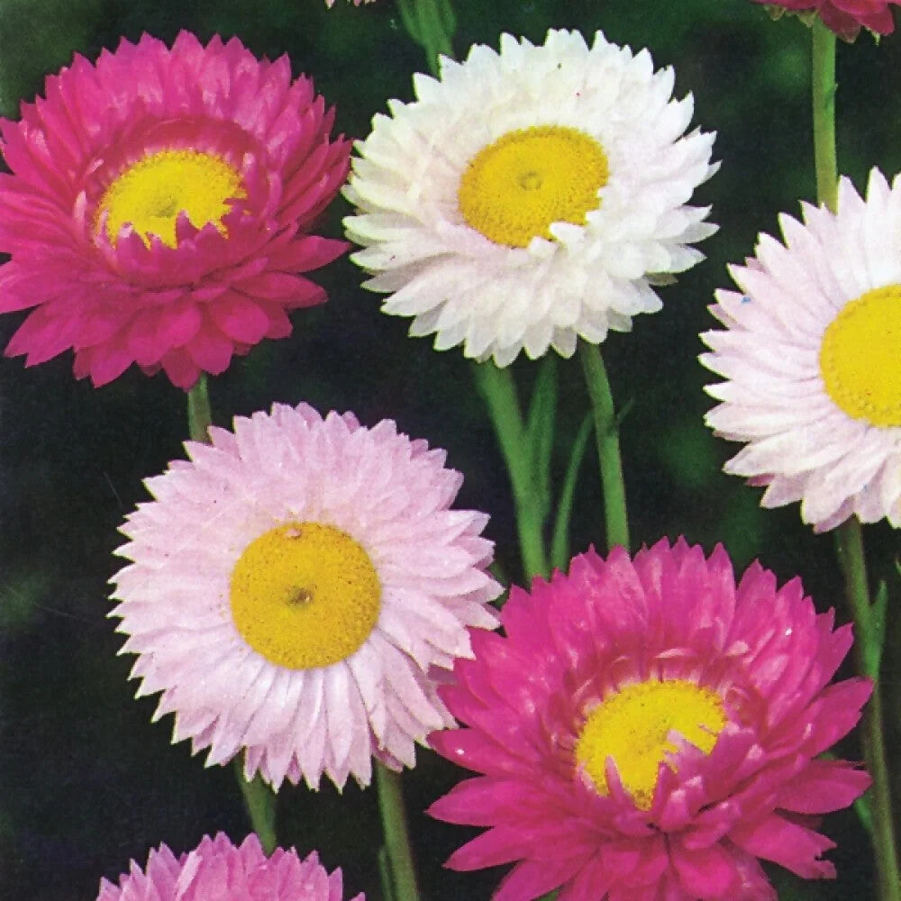 Acroclinium Flower Seeds for Planting – Heirloom Non-GMO High Germination Organic Garden Seeds
