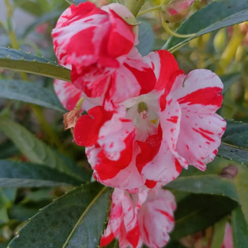 Red White Balsam Flower Seeds for Planting – Heirloom Non-GMO High Germination Organic Seeds