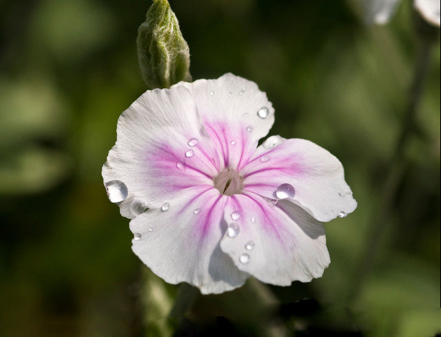 White Pink Lychnis Flower Seeds Heirloom Non-GMO High Germination Organic Garden Seeds for Planting