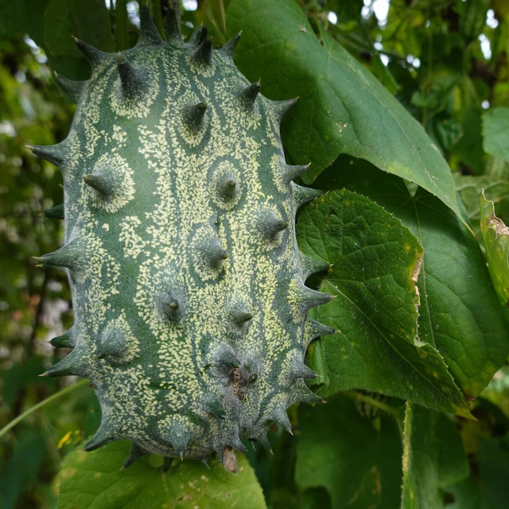 Green Kiwano Melon Seeds for Planting – Heirloom Non-GMO High Germination Organic Garden Seeds