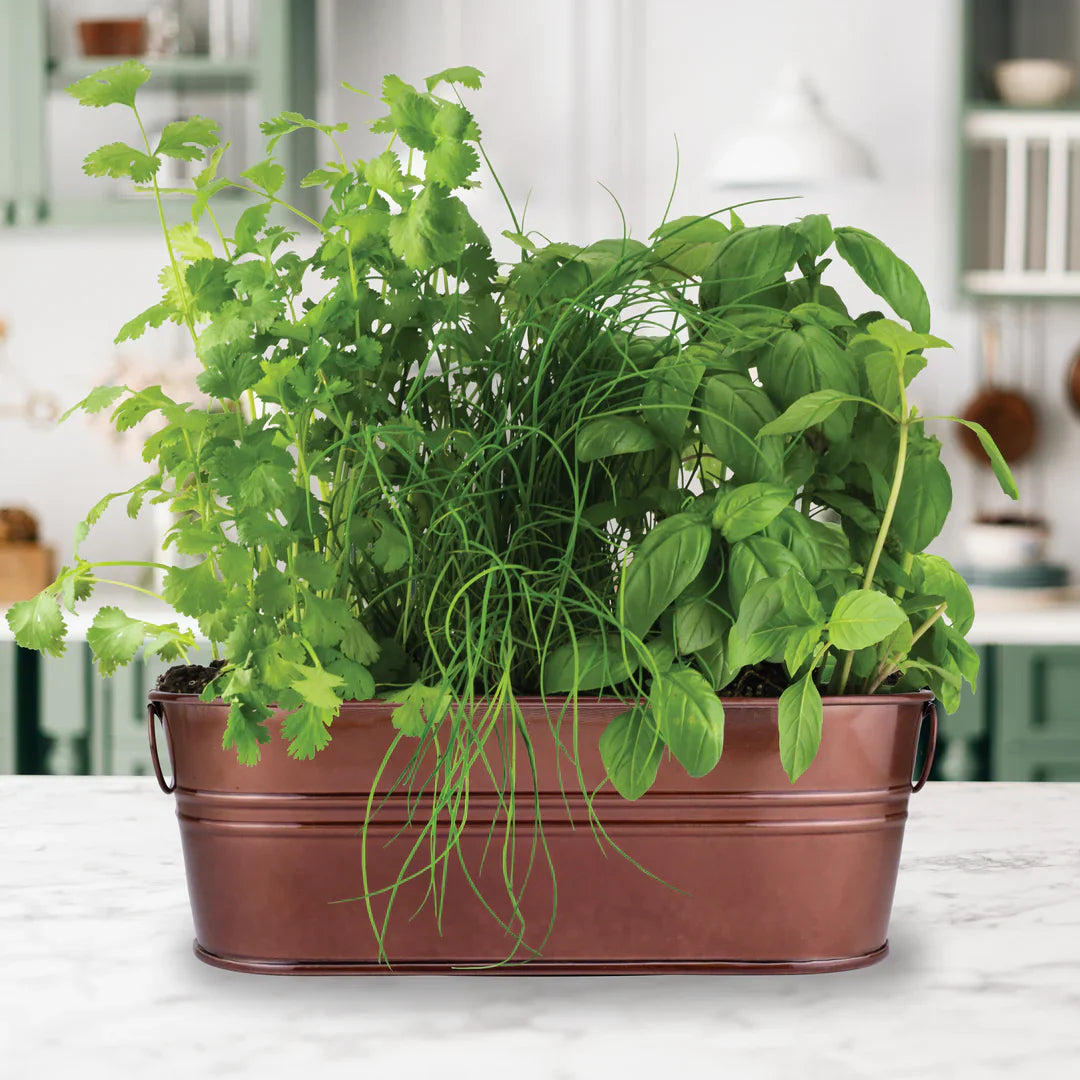 windowsill herb flower seeds