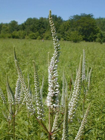 White Culver&