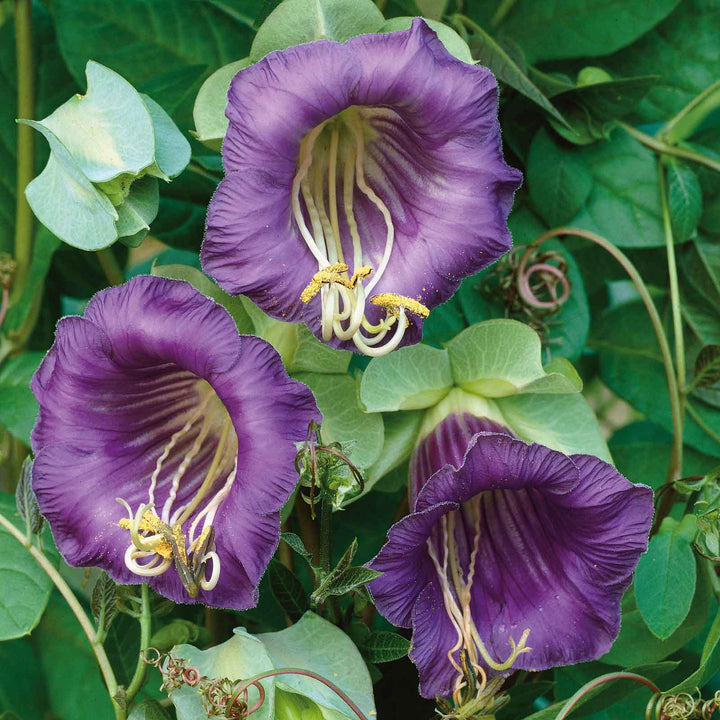 Purple Cobaea Flower Seeds for Planting Heirloom Non-GMO High Germination Organic Garden Seeds