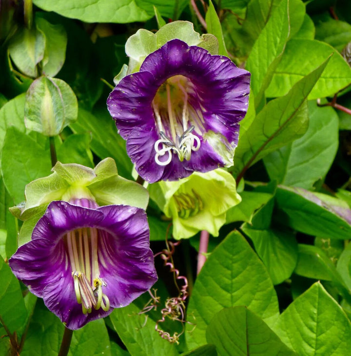 Purple Cobaea Flower Seeds for Planting Heirloom Non-GMO High Germination Organic Garden Seeds