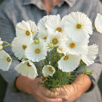 cosmoscupcakeswhiteimportedheirloomnongmohighgerminationorganicgarden flower seeds
