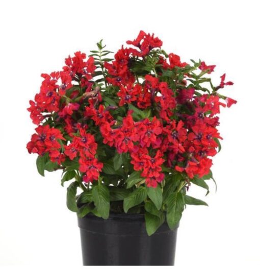 cupheasweettalkredimportedheirloomnongmohighgerminationorganicgarden flower seeds