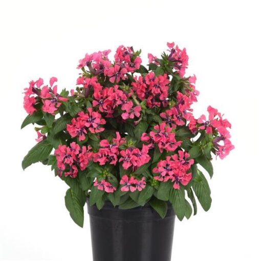 cupheasweettalkdeeppinkimportedheirloomnongmohighgerminationorganicgarden flower seeds
