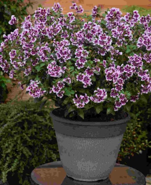 lavender cuphea flower seeds