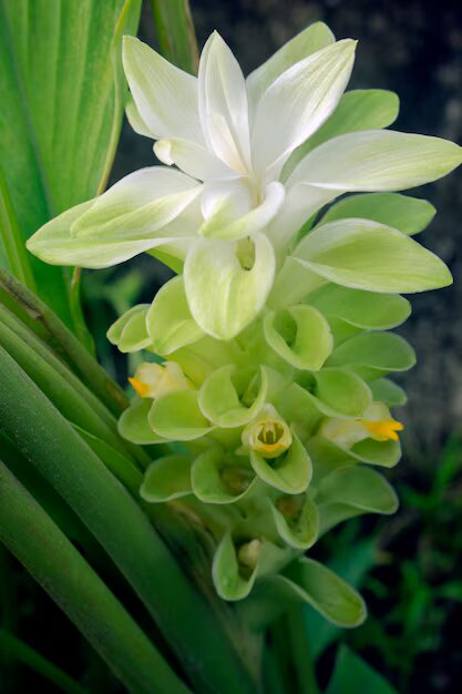Green Curcuma Flower Seeds – Heirloom Non-GMO High Germination Seeds
