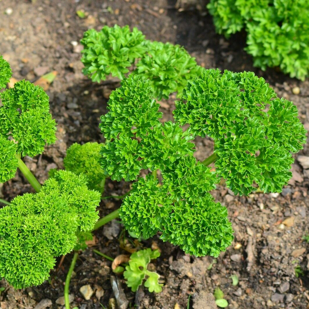 Curled Herbs herb seeds