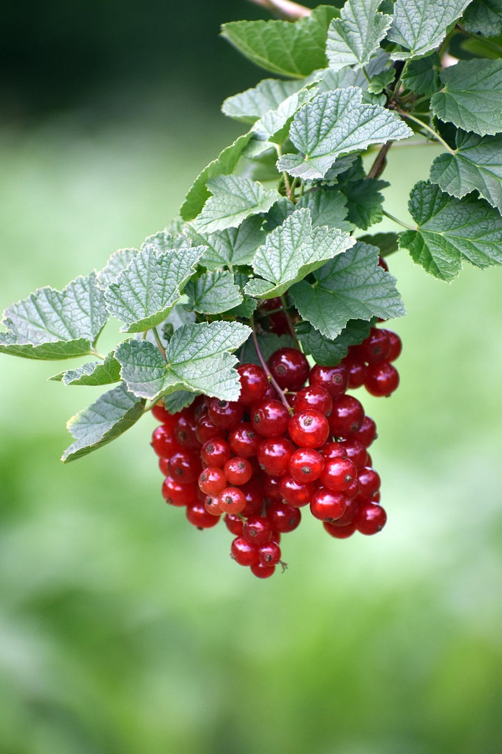 Groseille Fruit Seeds – Heirloom, Non-GMO, High Germination Seeds for Planting