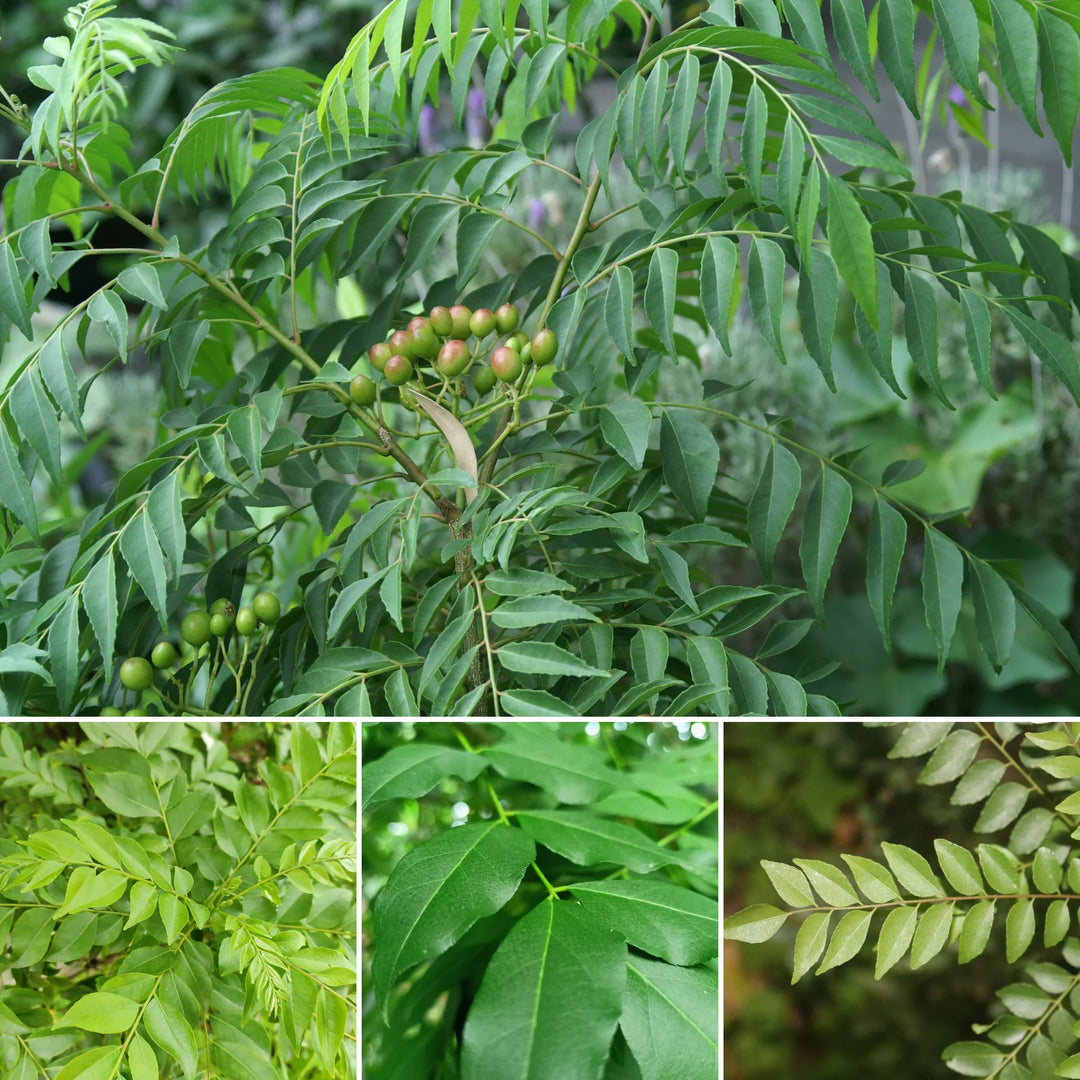 curry leaf flower seeds