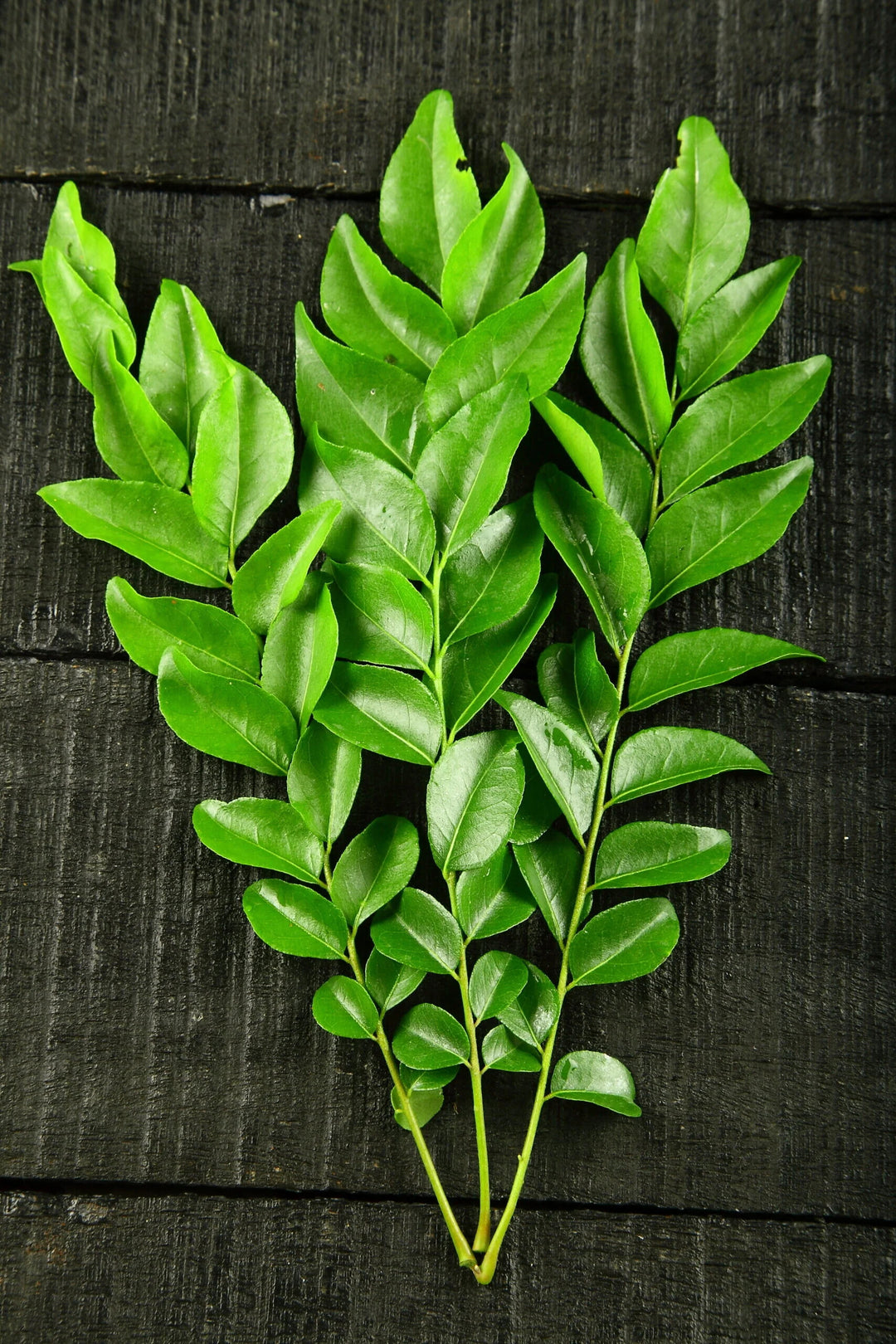 Curry Leaf Seeds for Planting – Heirloom Non-GMO, High Germination Organic Garden Seeds