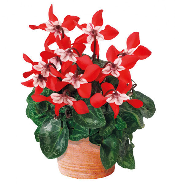 Red White Cyclamen Flower Seeds for Planting – Heirloom Non-GMO High Germination