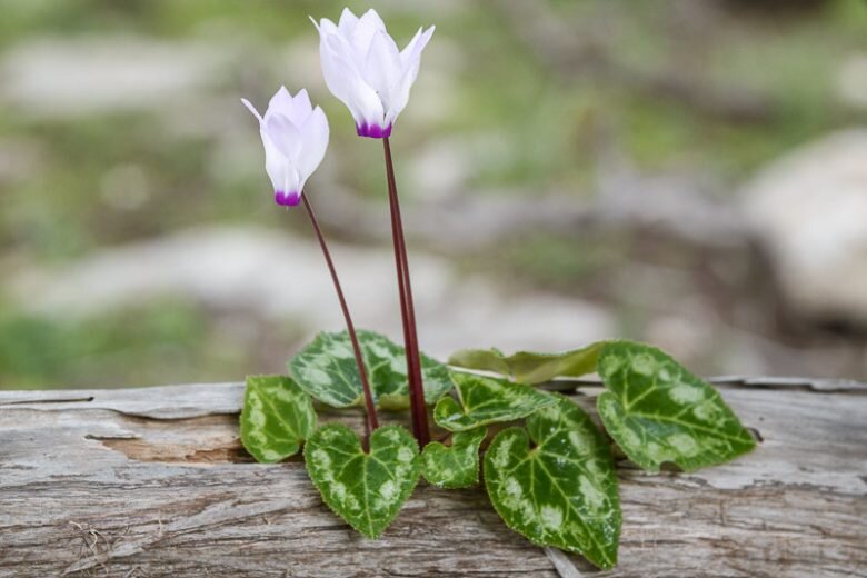 White Cyclamen Flower Seeds for Planting – Heirloom Non-GMO High Germination Seeds