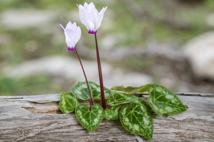 White Cyclamen Flower Seeds for Planting – Heirloom Non-GMO High Germination Seeds