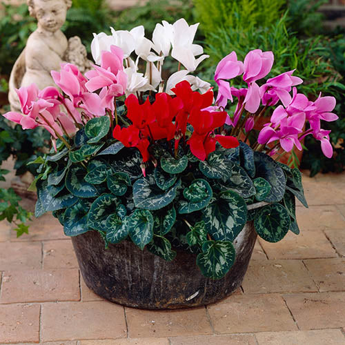 cyclamen mammoth flower seeds