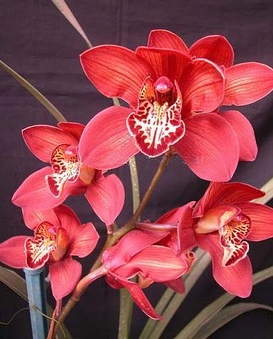 Cymbidium Orchid Red Flower Seeds for Planting – Heirloom, Non-GMO, High Germination Organic Garden Seeds