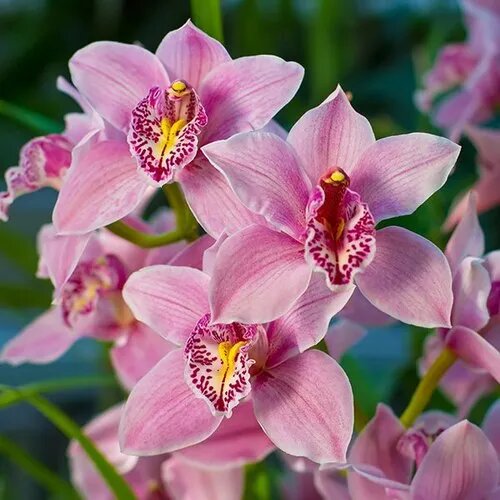 Light Pink Cymbidium Flower Seeds – Heirloom, Non-GMO, High Germination Seeds