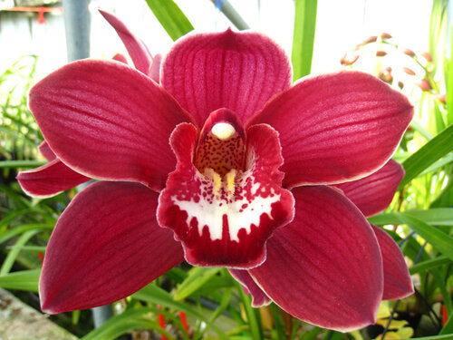 Orchid Flower Seeds Red – Heirloom, Non-GMO, High Germination Seeds