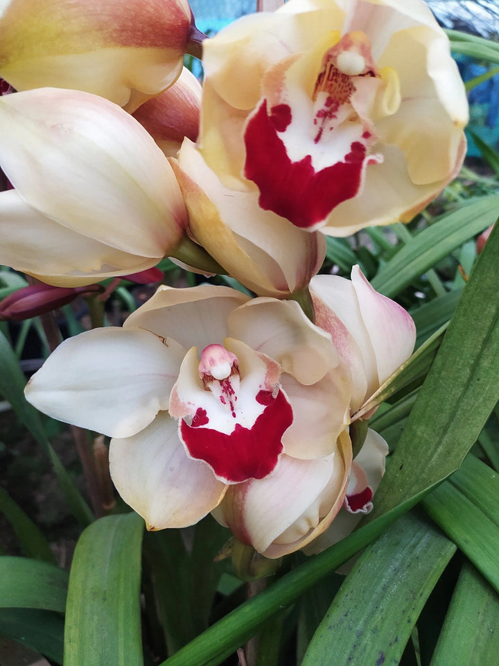 Cream Cymbidium Flower Seeds – Heirloom Non-GMO High Germination Seeds