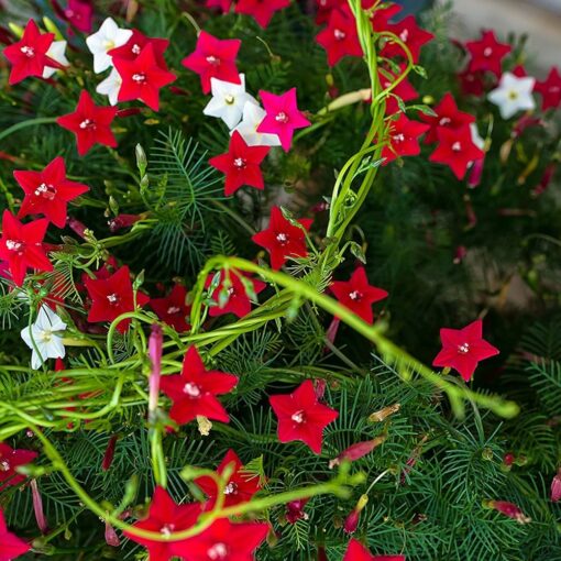 cypressvineopenpollinatedheirloomnongmohighgerminationorganicgarden flower seeds