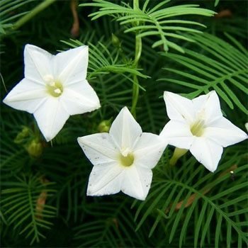 cypressvinewhiteheirloomnongmohighgerminationorganicgarden flower seeds