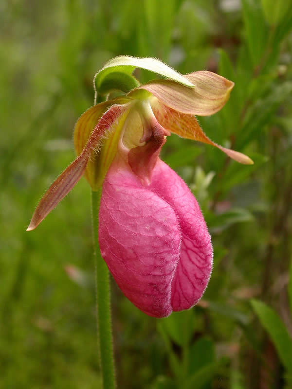 Lady Slipper Flower Seeds Pink – Heirloom, Non-GMO, High Germination Seeds
