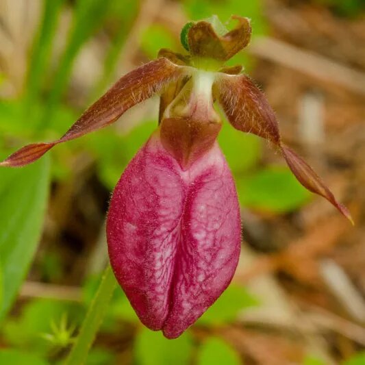 Frauenschuh-Orchidee (Cypripedium acaule) Samen – Alte Sorte, gentechnikfrei, hohe Keimfähigkeit, Bio-Gartensamen zum Pflanzen