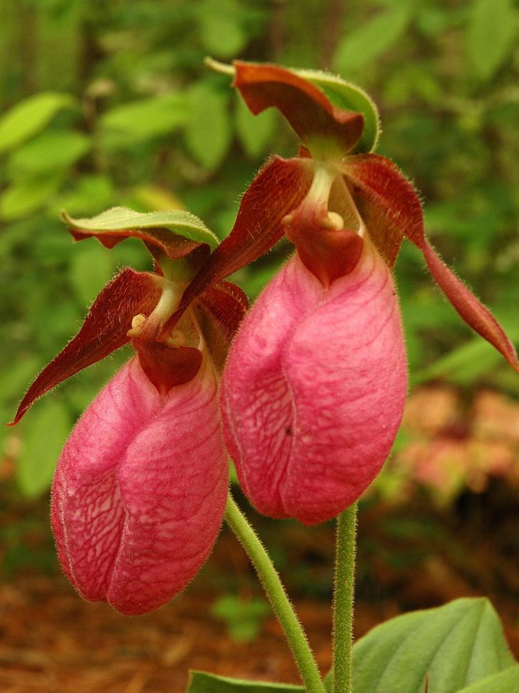 Cypripedium Flower Seeds Red – Heirloom Non-GMO High Germination Seeds