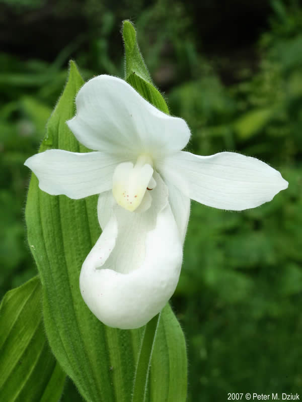 Semillas de orquídea zapatilla de dama blancas – Herencia, sin OGM, semillas de alta germinación