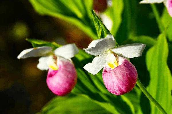 White Pink Cypripedioideae Flower Seeds Heirloom Non-GMO High Germination Organic Garden Seeds for Planting