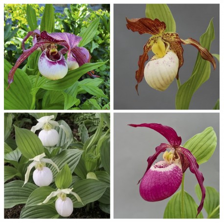 Cypripedium Orchid Flower Seeds – Heirloom Non-GMO High Germination Seeds