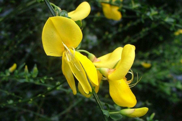 Cytisus Flower Seeds Yellow – Heirloom Non-GMO High Germination Seeds