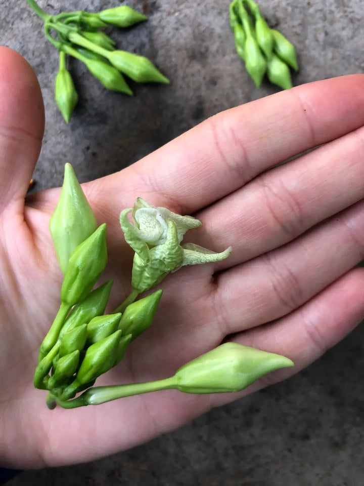 Loroco Flower Seeds Green – Heirloom, Non-GMO, High Germination Seeds