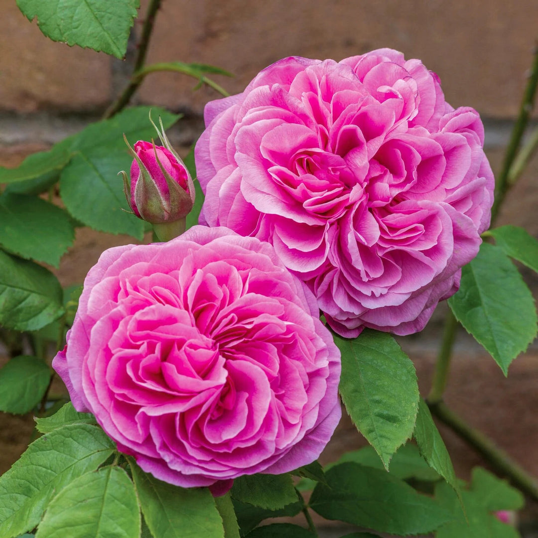 Pink Austin Rose Flower Seeds for Planting Heirloom Non-GMO High Germination Organic Garden Seeds