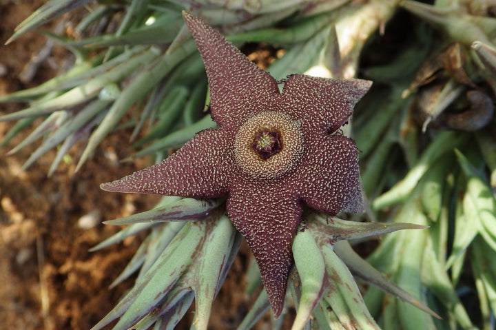 Orbea Cooperi Flower Seeds – Heirloom, Non-GMO, High Germination Seeds