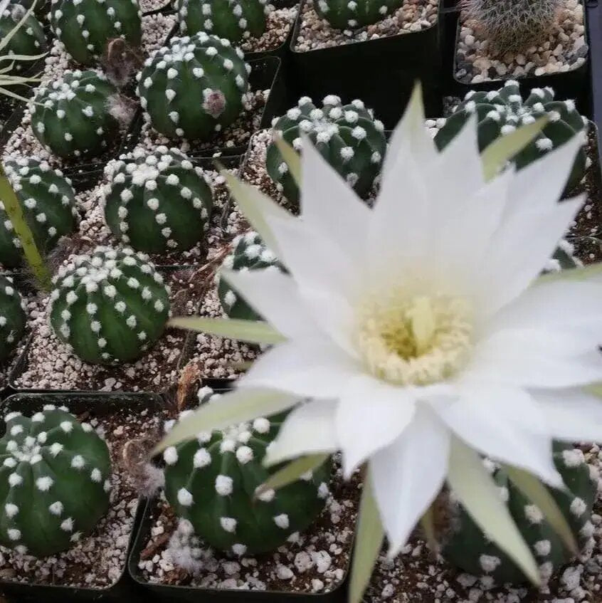 Astrophytum Flower Seeds White for Planting – Heirloom Non-GMO High Germination Organic Seeds