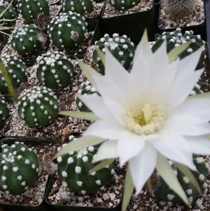 Astrophytum Flower Seeds White for Planting – Heirloom Non-GMO High Germination Organic Seeds