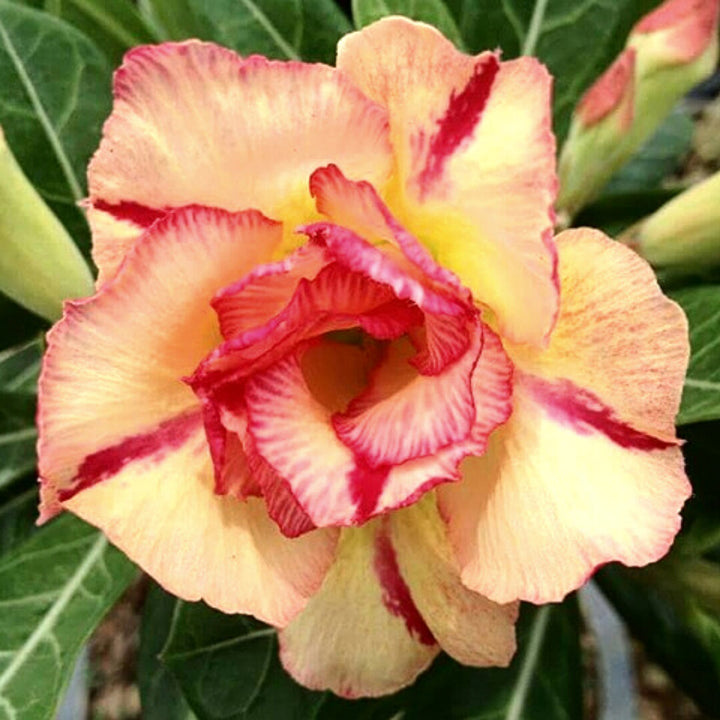 Adenium Obesum Flower Seeds Red Yellow for Planting – Heirloom Non-GMO High Germination