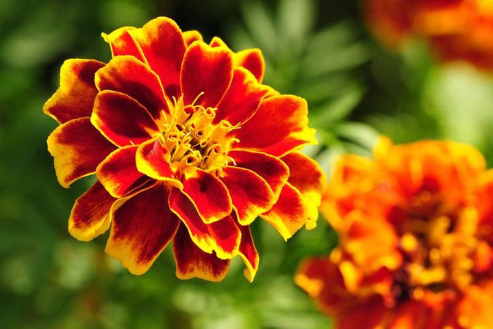 Semillas de caléndula amarillas y rojas – Variedad tradicional, sin OGM, alta germinación