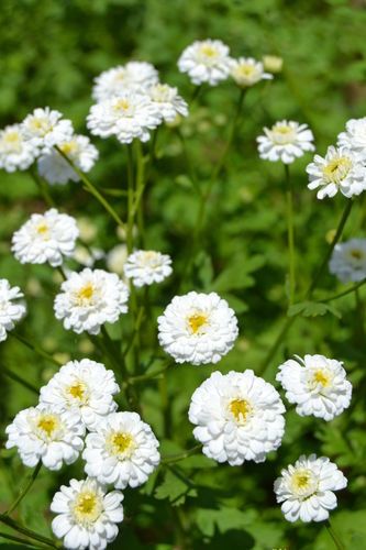 White Tanacetum Flower Seeds Heirloom Non-GMO High Germination Organic Garden Seeds for Planting
