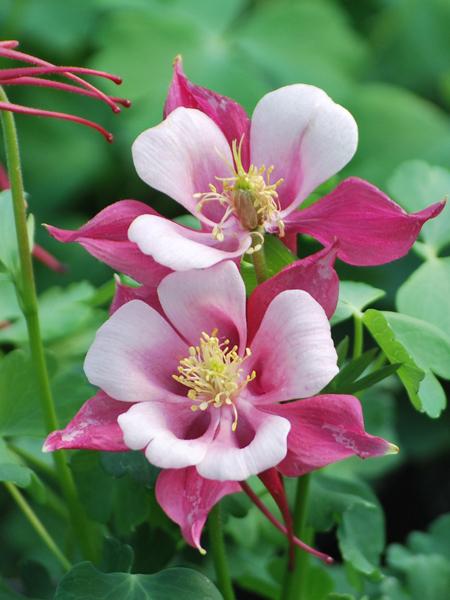 Weiße Rosa Akelei Blumensamen – Erbstück, Gentechnikfrei, Keimstark, Bio-Gartensamen zum Pflanzen